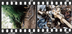 Film Strip